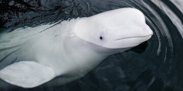 Hallaron muerta a una beluga sospechosa de ser ‘espía rusa’