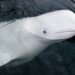 Hallaron muerta a una beluga sospechosa de ser ‘espía rusa’