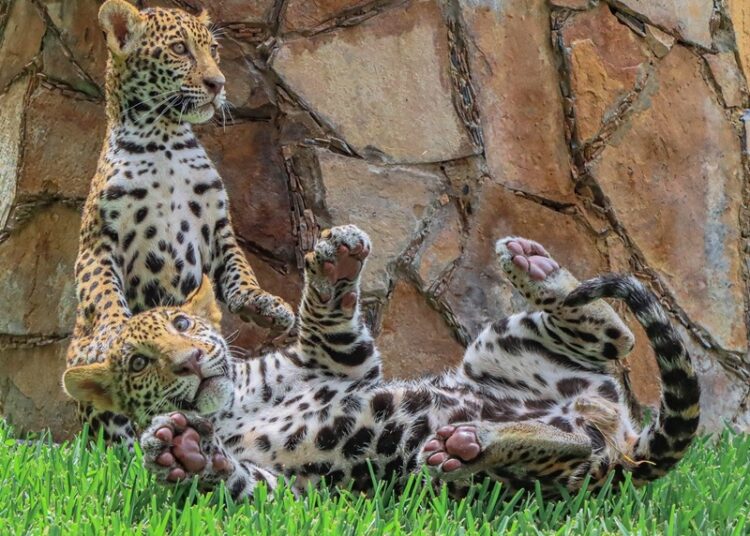 Canalizará CPBT cachorros de jaguar donados a la Biósfera El Cielo