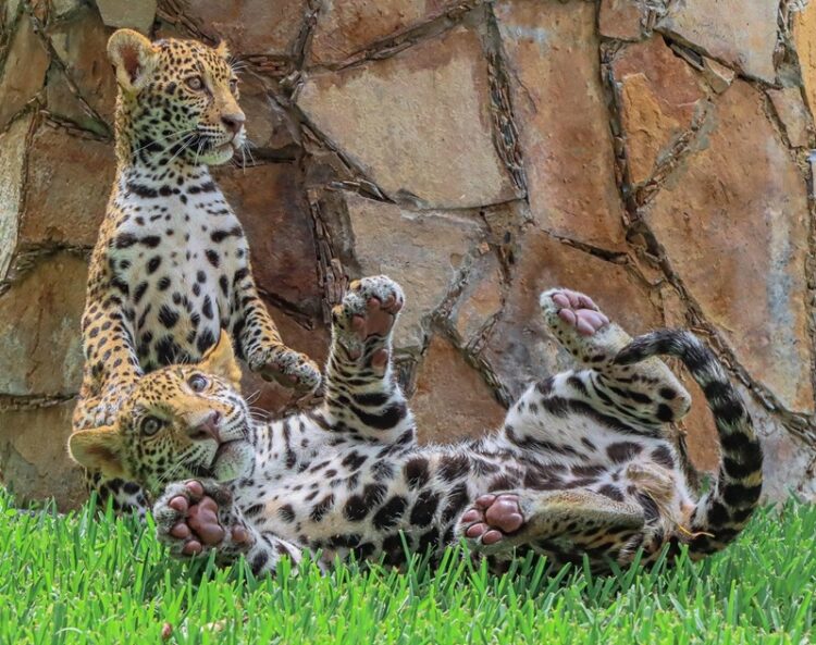 Canalizará CPBT cachorros de jaguar donados a la Biósfera El Cielo