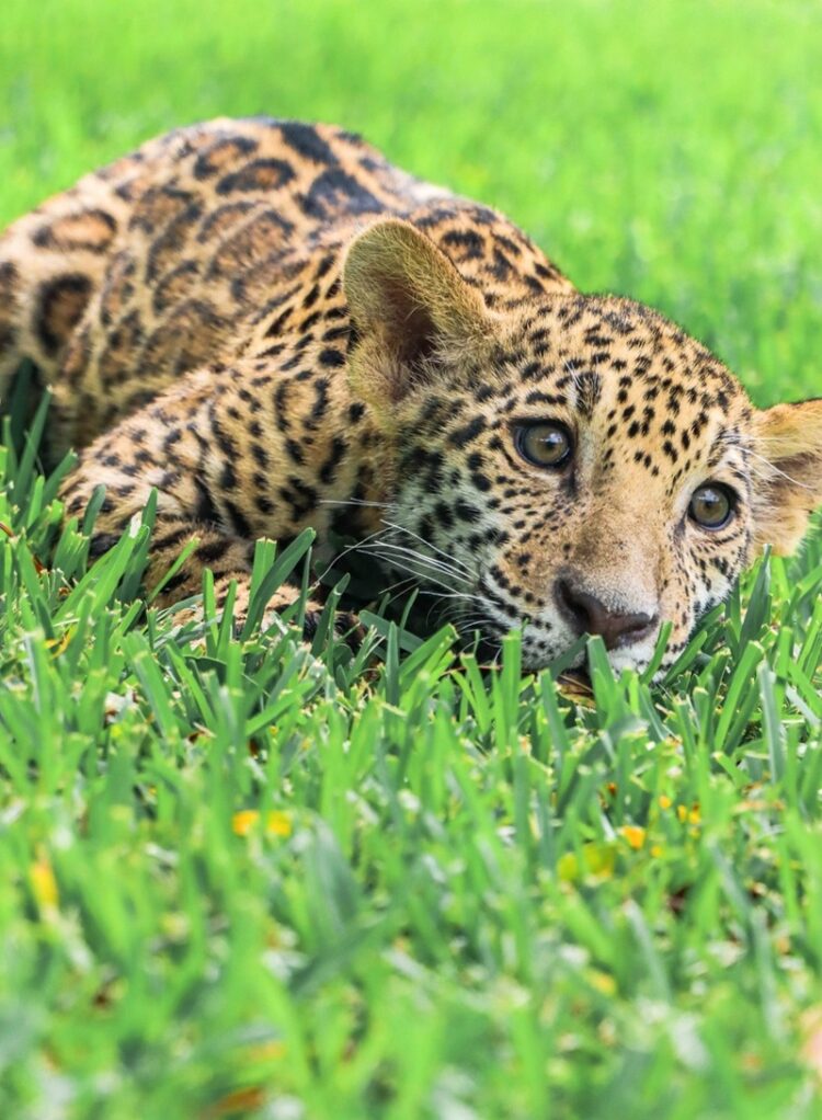 Canalizará CPBT cachorros de jaguar donados a la Biósfera El Cielo
