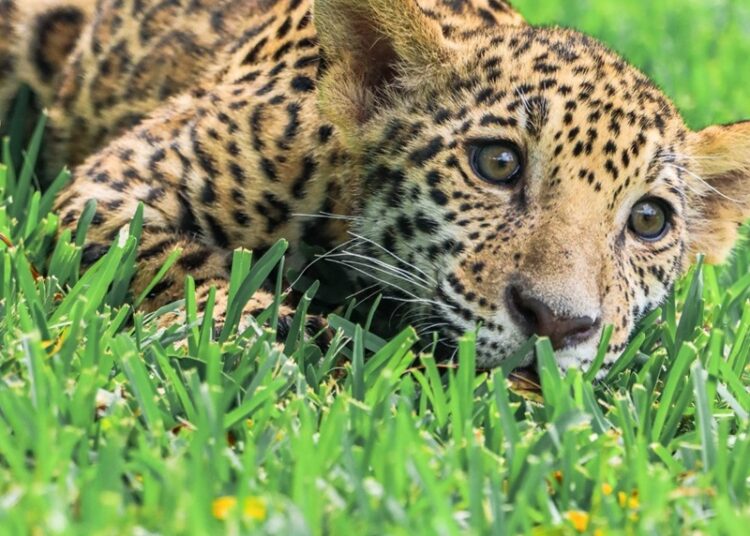 Canalizará CPBT cachorros de jaguar donados a la Biósfera El Cielo