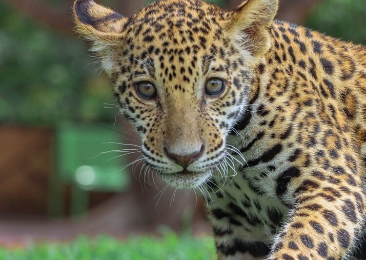 Canalizará CPBT cachorros de jaguar donados a la Biósfera El Cielo