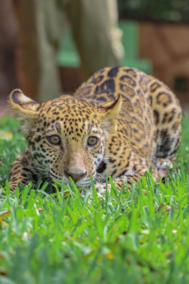 Canalizará CPBT cachorros de jaguar donados a la Biósfera El Cielo