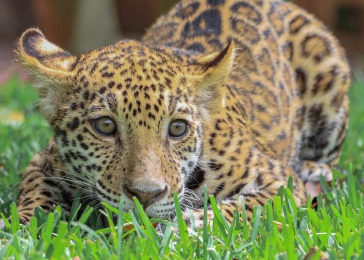 Canalizará CPBT cachorros de jaguar donados a la Biósfera El Cielo