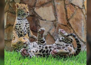 Canalizará CPBT cachorros de jaguar donados a la Biósfera El Cielo