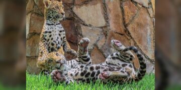 Canalizará CPBT cachorros de jaguar donados a la Biósfera El Cielo