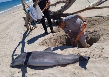 Encuentran delfín muerto en las costas de playa Miramar