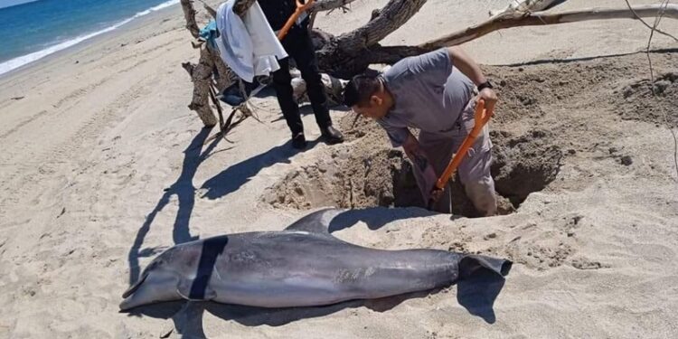 Encuentran delfín muerto en las costas de playa Miramar