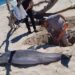 Encuentran delfín muerto en las costas de playa Miramar
