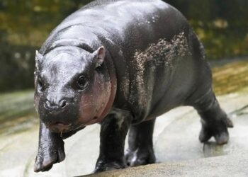 Aumenta popularidad de hipopótama bebé Moo Deng