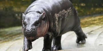 Aumenta popularidad de hipopótama bebé Moo Deng