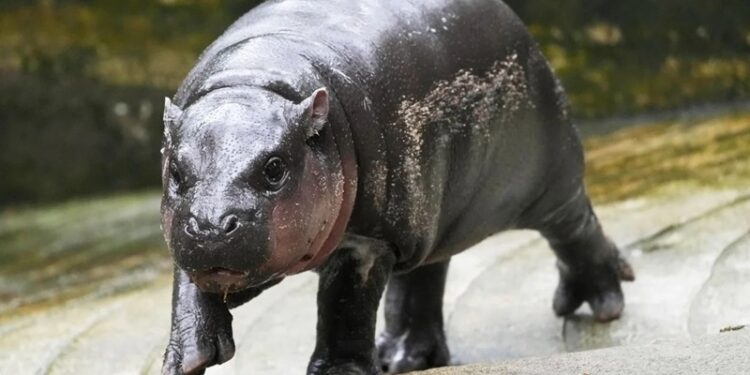 Aumenta popularidad de hipopótama bebé Moo Deng