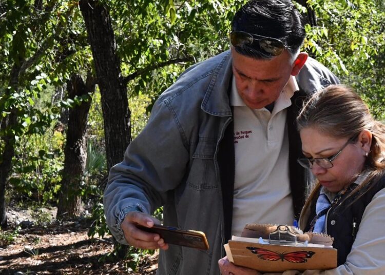 “Invertirá Tamaulipas en la protección del hábitat de la mariposa monarca”: CPBT