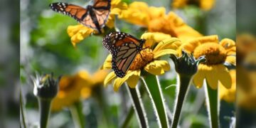 “Invertirá Tamaulipas en la protección del hábitat de la mariposa monarca”: CPBT