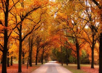 ¡Llegó a México el Otoño!