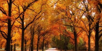 ¡Llegó a México el Otoño!