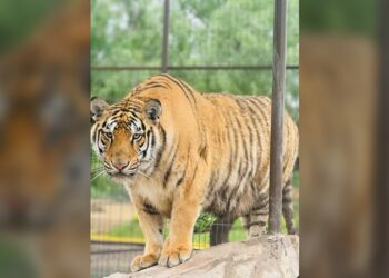 ¡Tigre se escapa de Zoo en Reynosa!