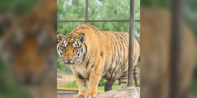 ¡Tigre se escapa de Zoo en Reynosa!