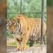 ¡Tigre se escapa de Zoo en Reynosa!