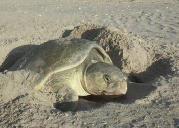 Cerró temporada de tortuga lora con 150 mil crías liberadas al mar