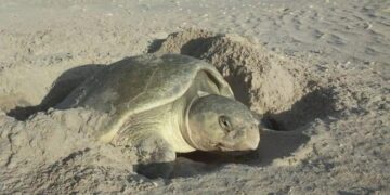 Cerró temporada de tortuga lora con 150 mil crías liberadas al mar
