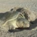 Cerró temporada de tortuga lora con 150 mil crías liberadas al mar