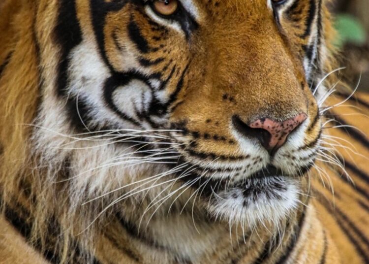 Trasladarán al Zoológico Tamatán al tigre localizado en Reynosa
