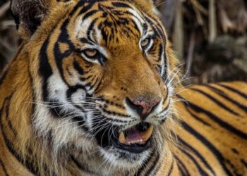 Trasladarán al Zoológico Tamatán al tigre localizado en Reynosa