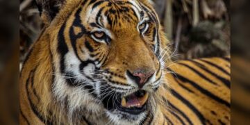 Trasladarán al Zoológico Tamatán al tigre localizado en Reynosa