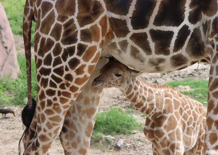Convocan a elegir nombre para jirafa macho del Zoológico Tamatán