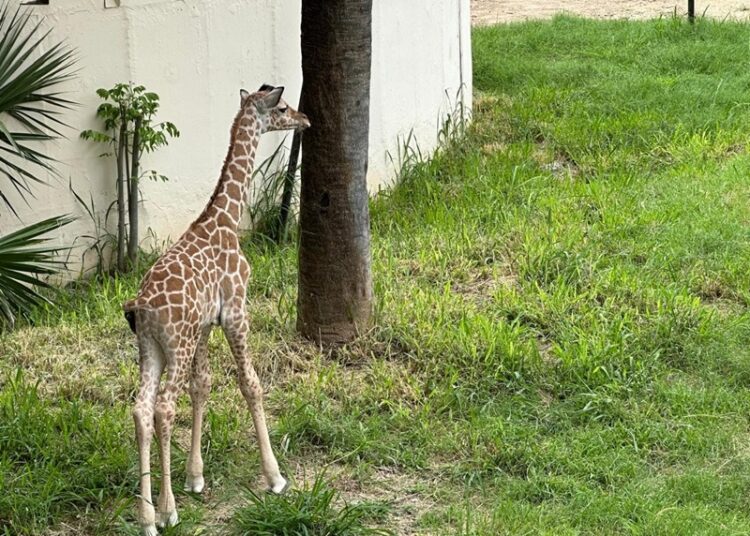 Convocan a elegir nombre para jirafa macho del Zoológico Tamatán