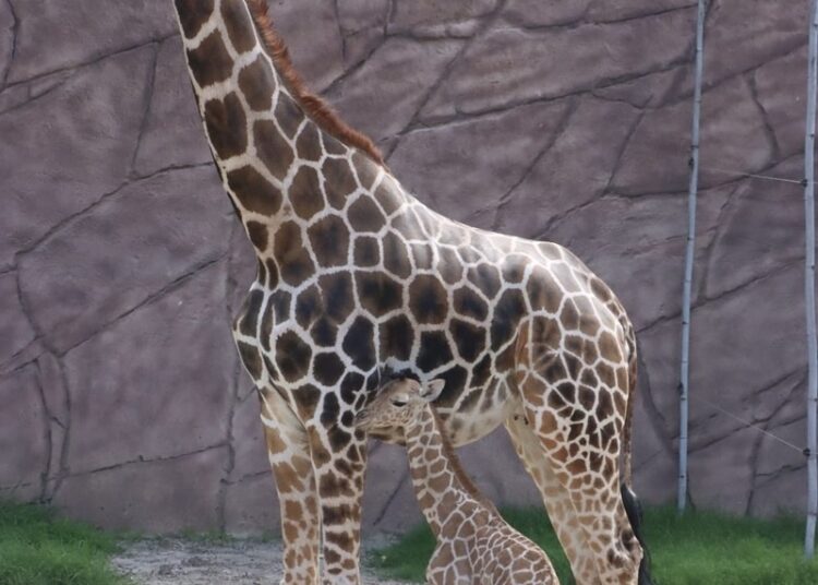 Convocan a elegir nombre para jirafa macho del Zoológico Tamatán