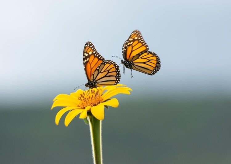 Invita CPBT al Festival de la Mariposa Monarca en Gómez Farías