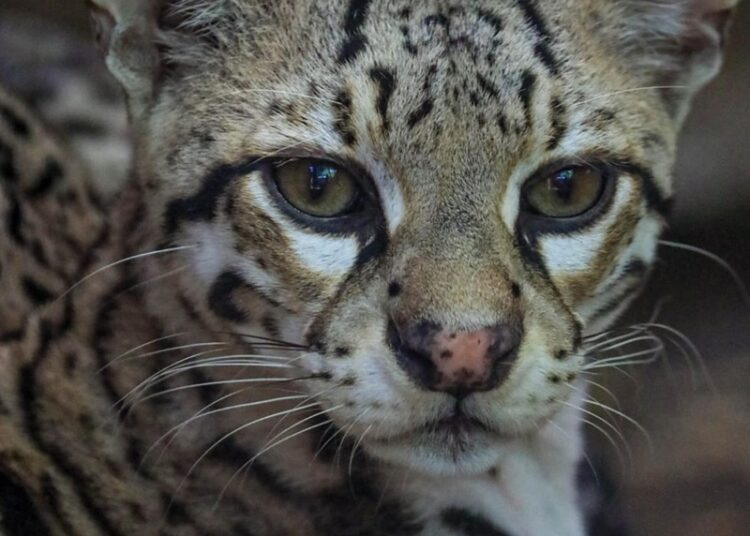 Concentra 94 especies el Zoológico Tamatán