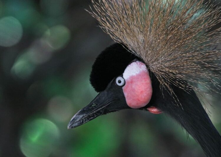 Concentra 94 especies el Zoológico Tamatán