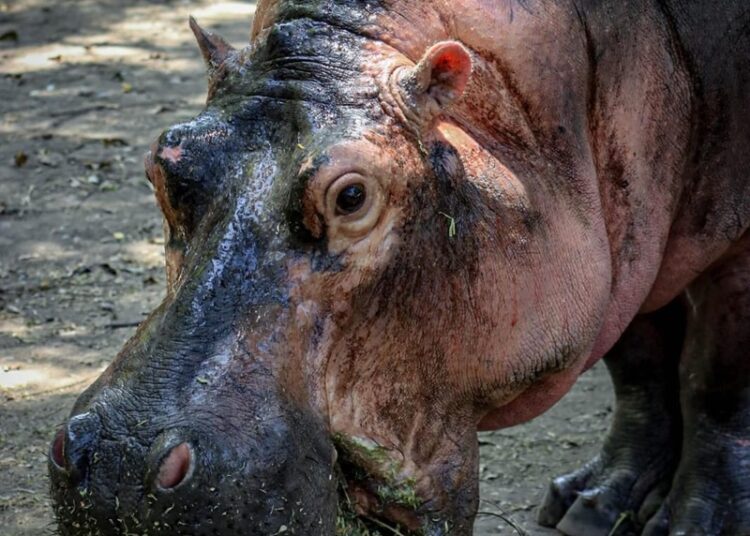 Concentra 94 especies el Zoológico Tamatán