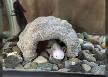 Concentra 94 especies el Zoológico Tamatán