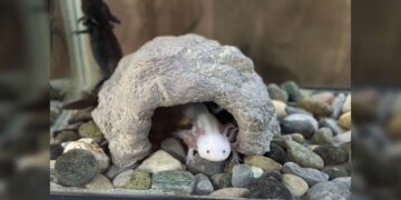Concentra 94 especies el Zoológico Tamatán