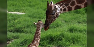 Convocan a elegir nombre para jirafa macho del Zoológico Tamatán