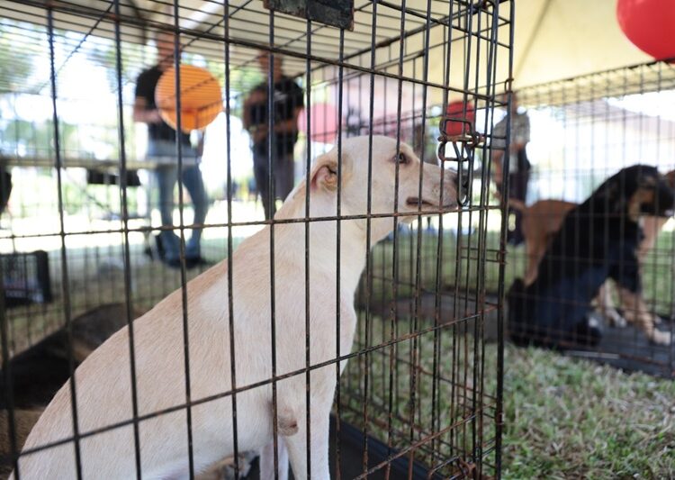 Gobierno de NLD realiza ‘Feria de Adopción Canina y Felina’