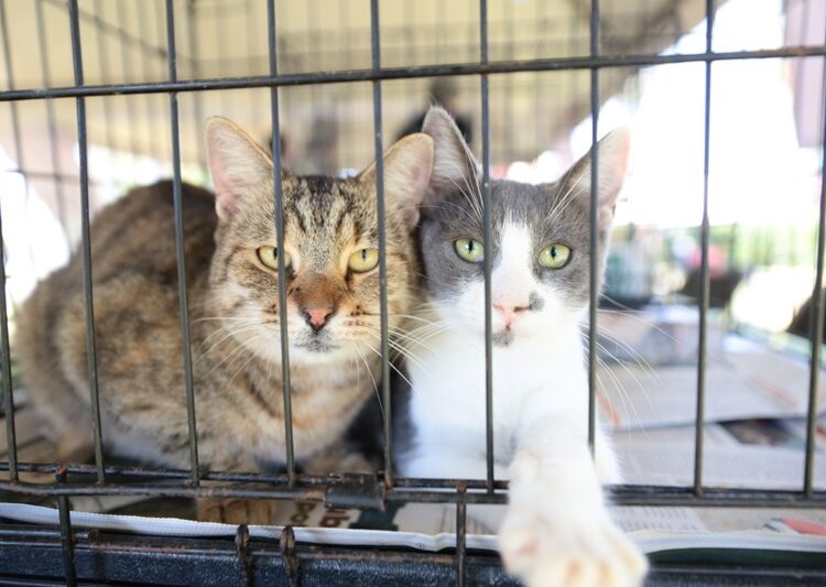 Gobierno de NLD realiza ‘Feria de Adopción Canina y Felina’