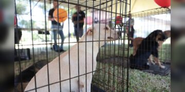 Gobierno de NLD realiza ‘Feria de Adopción Canina y Felina’