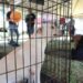 Gobierno de NLD realiza ‘Feria de Adopción Canina y Felina’