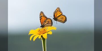 Invita CPBT al Festival de la Mariposa Monarca en Gómez Farías