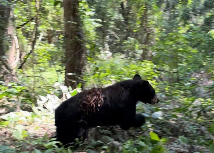 Libera la Comisión de Parques búhos, linces, ocelote y osezna