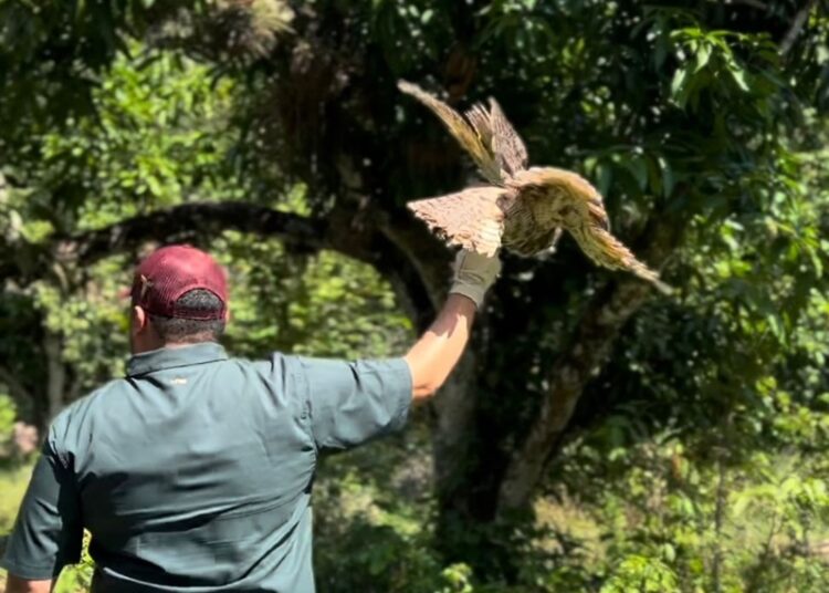 Libera la Comisión de Parques búhos, linces, ocelote y osezna