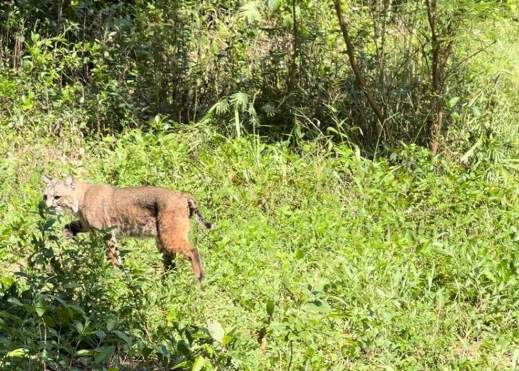 Libera la Comisión de Parques búhos, linces, ocelote y osezna