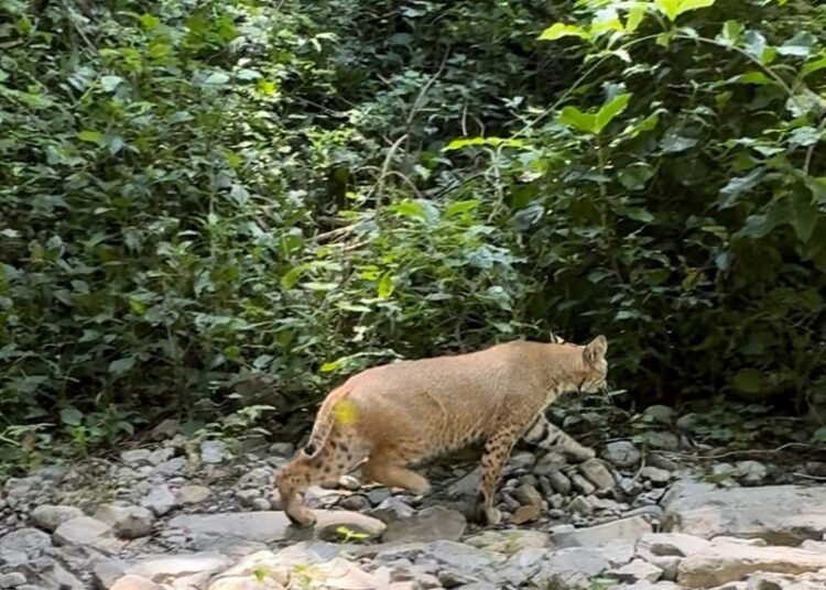 Libera la Comisión de Parques búhos, linces, ocelote y osezna