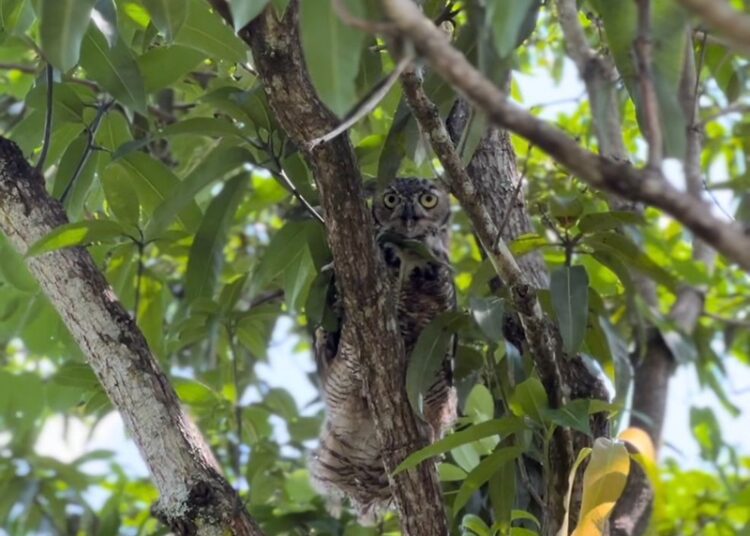 Libera la Comisión de Parques búhos, linces, ocelote y osezna